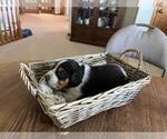 Small #12 Beagle