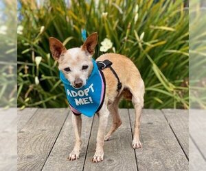 Chihuahua Dogs for adoption in Pacific Grove, CA, USA