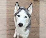 Small #1 Siberian Husky