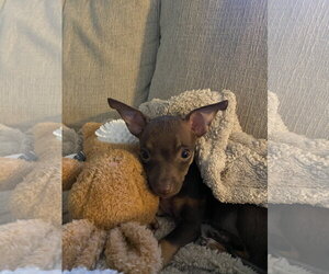 Chihuahua Dogs for adoption in Kannapolis, NC, USA