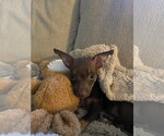 Small Chihuahua