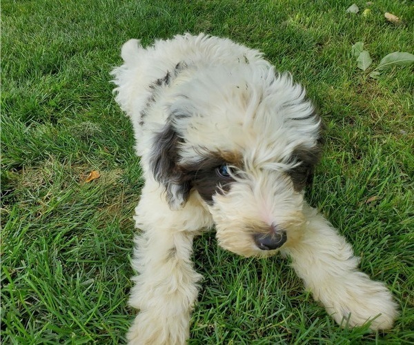 Medium Photo #4 Bernedoodle (Miniature) Puppy For Sale in LEETONIA, OH, USA