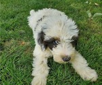 Small #3 Bernedoodle (Miniature)