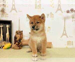 Shiba Inu Puppy for sale in LOS ANGELES, CA, USA