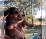 Small Photo #12 Beagle Puppy For Sale in ANNISTON, AL, USA