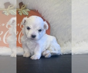 Maltese Puppy for sale in LOXAHATCHEE, FL, USA