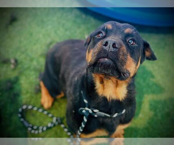 Medium Photo #2 Rottweiler Puppy For Sale in Orlando, FL, USA
