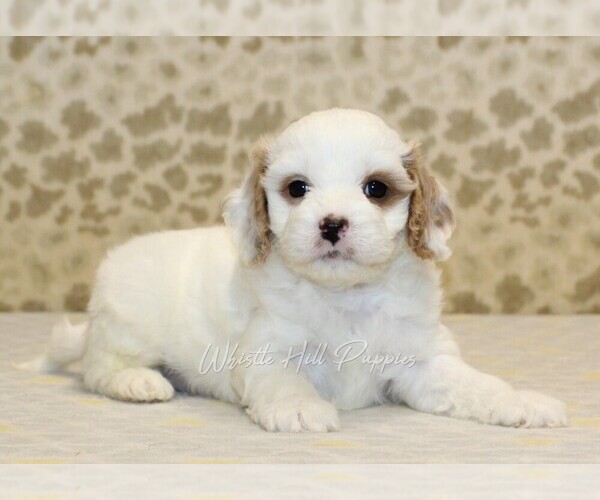 Medium Photo #2 Cavapoo Puppy For Sale in DENVER, PA, USA