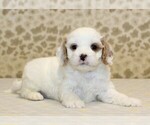Small #1 Cavapoo