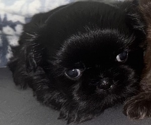 Medium Shih Tzu