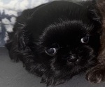 Puppy 1 Shih Tzu