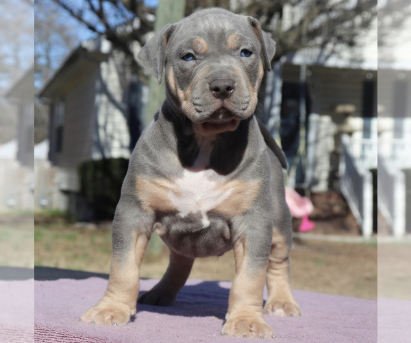 Medium Photo #2 American Bully Puppy For Sale in CHESAPEAKE, VA, USA