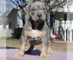 Small Photo #2 American Bully Puppy For Sale in CHESAPEAKE, VA, USA