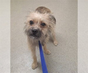 Mutt Dogs for adoption in San Bernardino, CA, USA