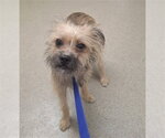 LEWIS - Male Mutt Dog for Adoption - Small photo