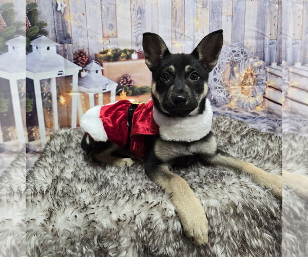 Medium Photo #8 Mutt Puppy For Sale in Fargo, ND, USA