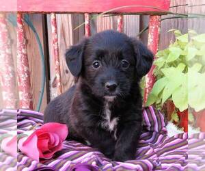 Pembroke Welsh Corgi-Poodle (Miniature) Mix Puppy for sale in LANCASTER, PA, USA