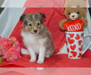 Medium Shetland Sheepdog