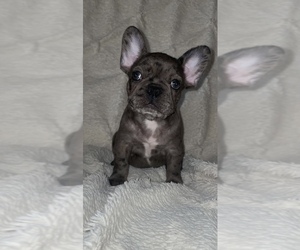 French Bulldog Puppy for sale in EL CAMPO, TX, USA