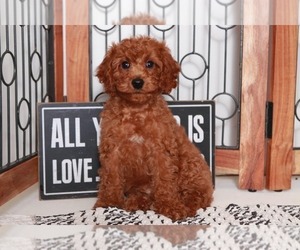 Cavapoo Puppy for sale in NAPLES, FL, USA