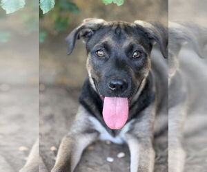 Mutt Dogs for adoption in Denton, TX, USA