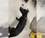 Small #2 Labrador Retriever Mix