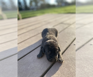 American Mastiff Puppy for sale in BAYLISS, CA, USA