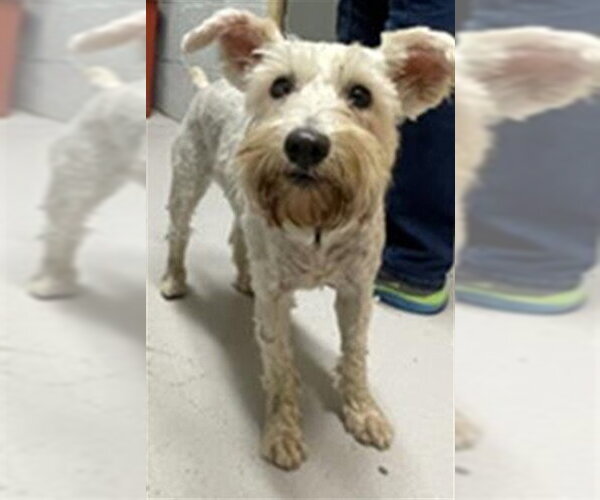Medium Photo #1 - Mix Puppy For Sale in Augusta, GA, USA