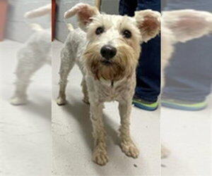 - Mix Dogs for adoption in Augusta, GA, USA