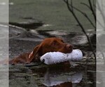 Small #4 Vizsla