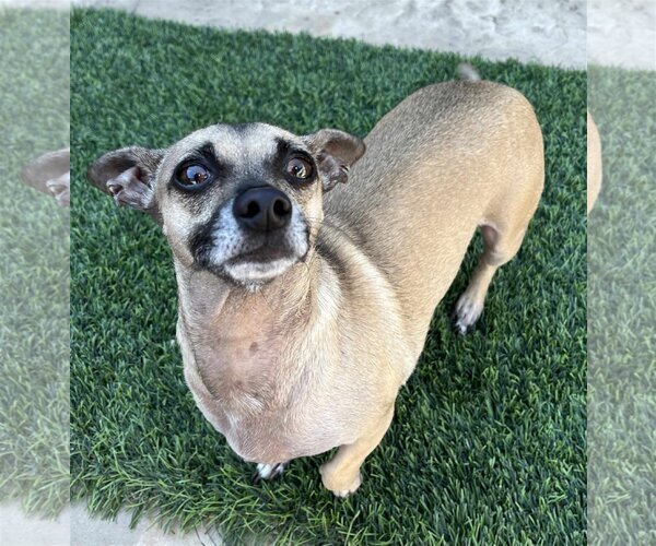 Medium Photo #10 Chiweenie Puppy For Sale in Phoenix, AZ, USA