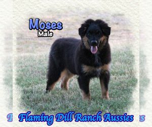 Miniature Australian Shepherd Puppy for sale in FORESTBURG, TX, USA