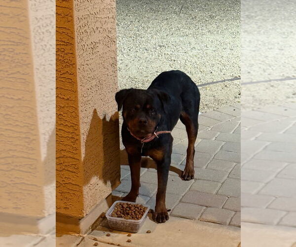 Medium Photo #2 Rottweiler Puppy For Sale in Gilbert, AZ, USA