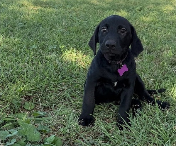 Medium Photo #10 Labrador Retriever Puppy For Sale in COMFORT, TX, USA