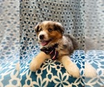 Small Photo #16 Australian Shepherd Puppy For Sale in LAKELAND, FL, USA