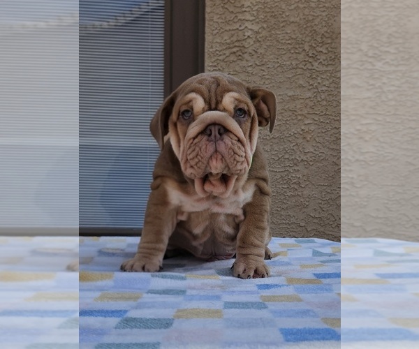 Medium Photo #1 English Bulldog Puppy For Sale in LAS VEGAS, NV, USA