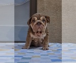 Small English Bulldog