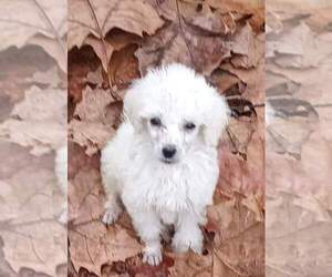 Poodle (Miniature) Puppy for sale in DUNNELLON, FL, USA
