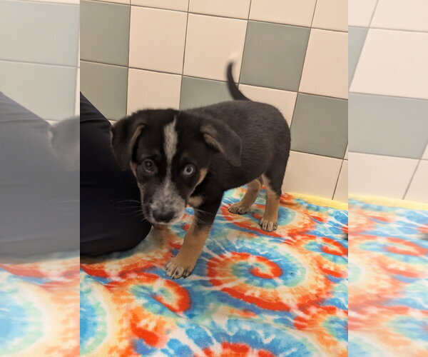 Medium Photo #2 German Shepherd Dog Puppy For Sale in Salinas, CA, USA