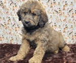 Small Photo #4 Bernedoodle Puppy For Sale in BLAKESBURG, IA, USA