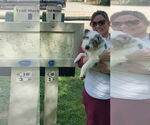 Small #2 Parson Russell Terrier Mix