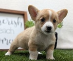 Small #1 Pembroke Welsh Corgi