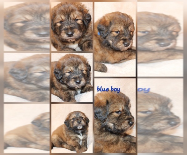 Medium Photo #16 Tibetan Mastiff Puppy For Sale in MONUMENT, CO, USA