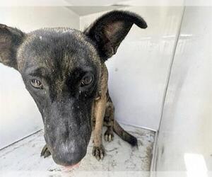 LILLY - Female Mutt Dog for Adoption - Photo #2