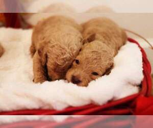 Goldendoodle-Poodle (Standard) Mix Puppy for sale in FAIR GROVE, MO, USA