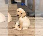 Small Photo #1 Labrador Retriever Puppy For Sale in PINE CITY, MN, USA