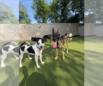 Small #2 Rat Terrier Mix