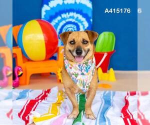 Cardigan Welsh Corgi-Labrador Retriever Mix Dogs for adoption in Conroe, TX, USA