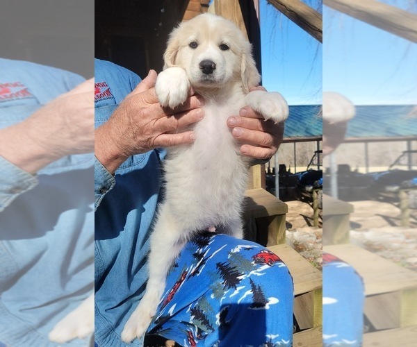 Medium Photo #13 Great Bernese-Poodle (Standard) Mix Puppy For Sale in JONESVILLE, VA, USA