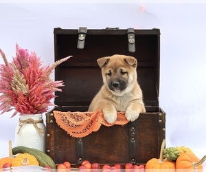 Shiba Inu Puppy for Sale in PLATTEVILLE, Wisconsin USA